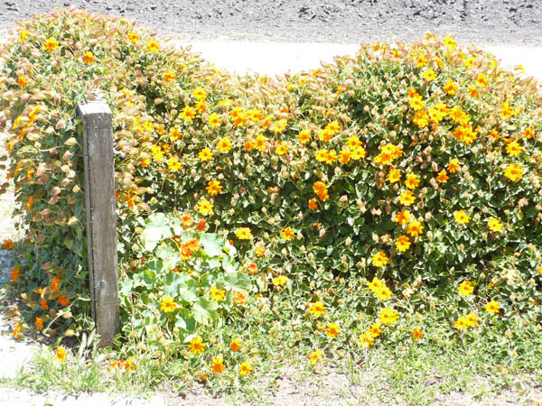 Flowered Fence