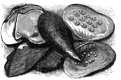 Illustration of Pearl Oysters